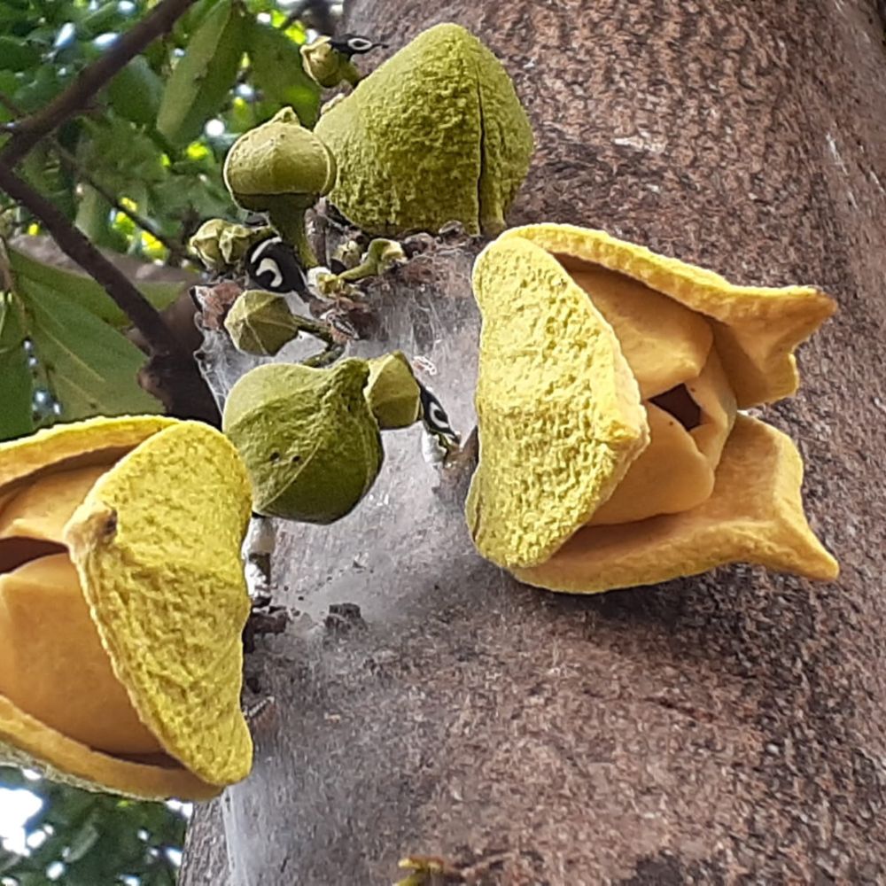 5 ideias de títulos:
1. Guia Completo: Tudo Sobre a Flor da Graviola e Seus Benefícios
2. Polinização da Graviola: Técnicas Manuais para Maximizar a Frutificação
3. O Poder Medicinal da Flor de Graviola: Usos e Propriedades
4. Cultivando Graviola: Dicas Essenciais para uma Floração e Frutificação Saudáveis
5. Da Natureza à Perfumaria: A Fragrância Única da Flor de Graviola