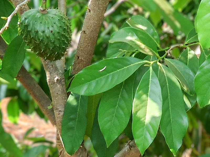 5 ideias de títulos:
1. Guia Completo: Tudo Sobre a Flor da Graviola e Seus Benefícios
2. Polinização da Graviola: Técnicas Manuais para Maximizar a Frutificação
3. O Poder Medicinal da Flor de Graviola: Usos e Propriedades
4. Cultivando Graviola: Dicas Essenciais para uma Floração e Frutificação Saudáveis
5. Da Natureza à Perfumaria: A Fragrância Única da Flor de Graviola