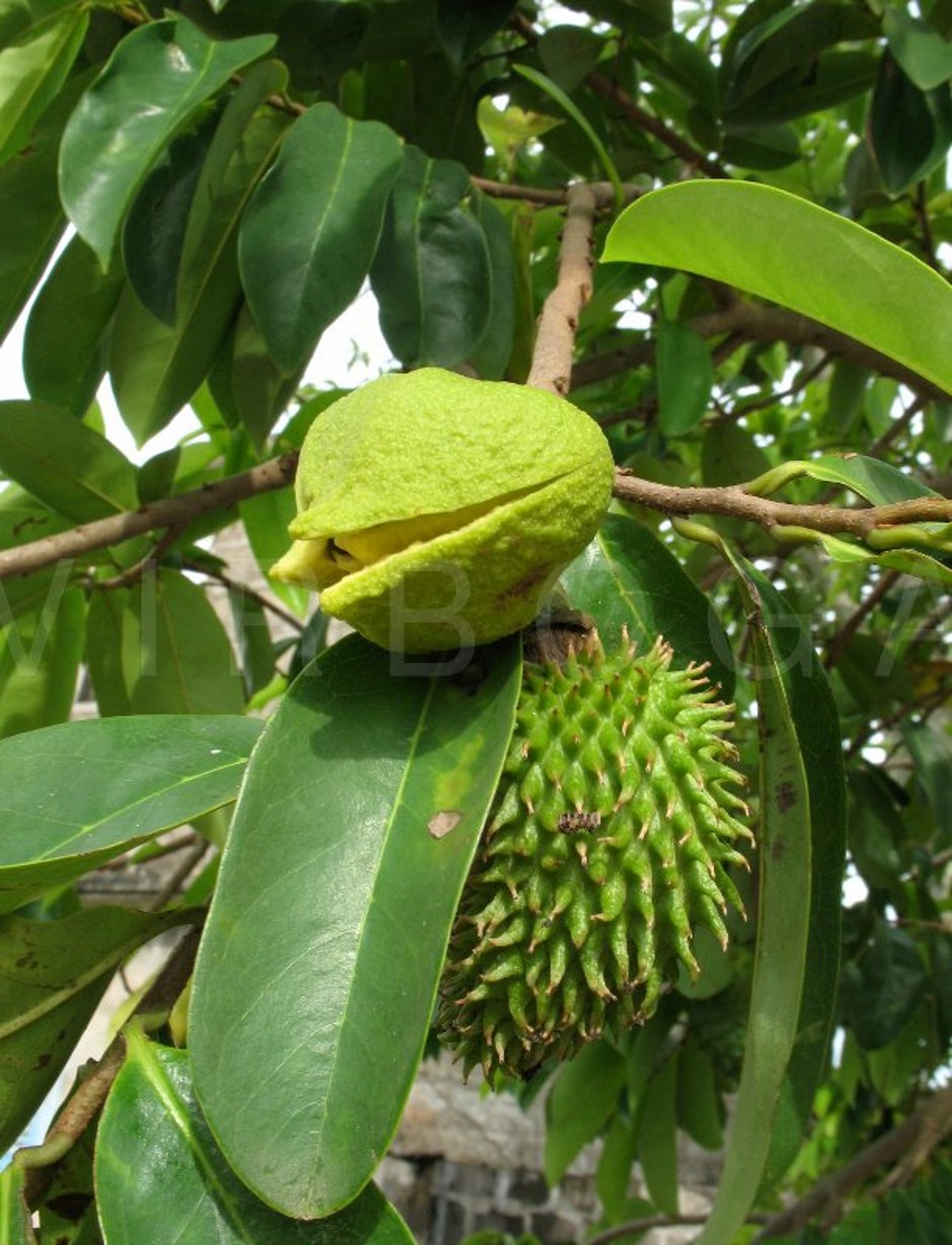 5 ideias de títulos:
1. Guia Completo: Tudo Sobre a Flor da Graviola e Seus Benefícios
2. Polinização da Graviola: Técnicas Manuais para Maximizar a Frutificação
3. O Poder Medicinal da Flor de Graviola: Usos e Propriedades
4. Cultivando Graviola: Dicas Essenciais para uma Floração e Frutificação Saudáveis
5. Da Natureza à Perfumaria: A Fragrância Única da Flor de Graviola