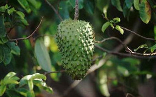 5 ideias de títulos:
1. Guia Completo: Tudo Sobre a Flor da Graviola e Seus Benefícios
2. Polinização da Graviola: Técnicas Manuais para Maximizar a Frutificação
3. O Poder Medicinal da Flor de Graviola: Usos e Propriedades
4. Cultivando Graviola: Dicas Essenciais para uma Floração e Frutificação Saudáveis
5. Da Natureza à Perfumaria: A Fragrância Única da Flor de Graviola