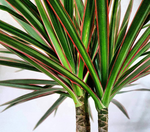 flores para jardim com sol o dia todo e resistente ao vento