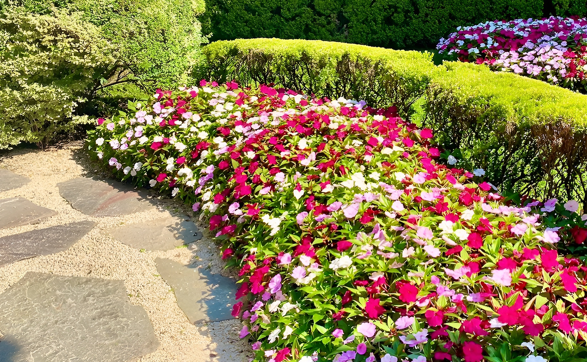 Guia completo de plantas trepadeiras para áreas ensolaradas