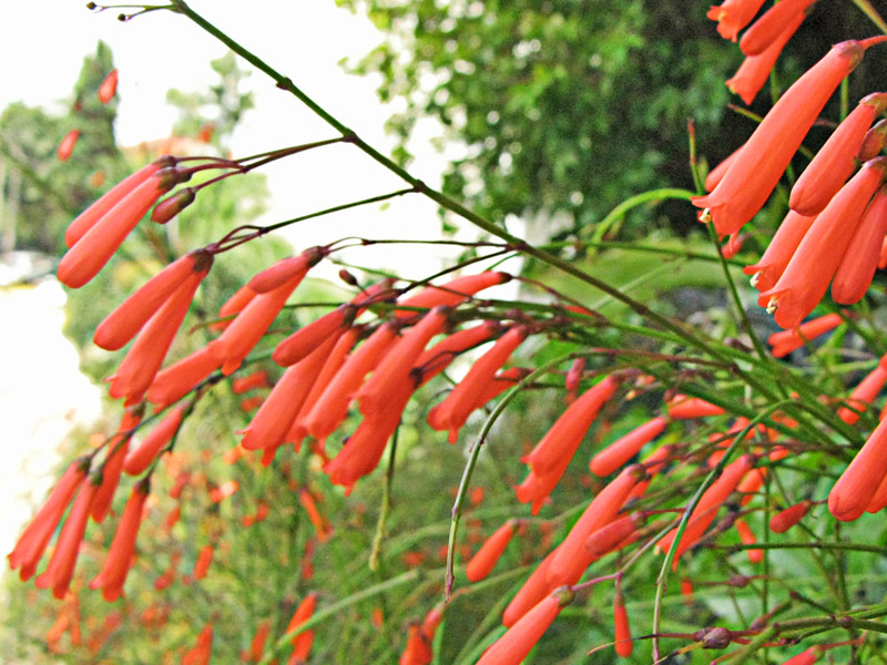 Dicas de rega para jardins com sol forte e ventania