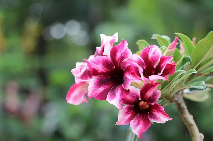 Como criar uma barreira natural contra o vento no seu jardim