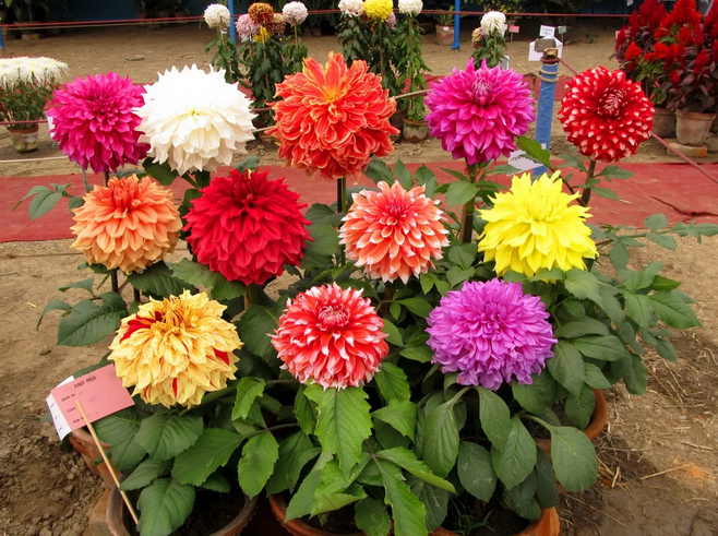 Como criar uma barreira natural contra o vento no seu jardim