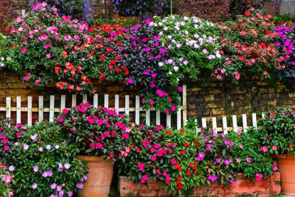 flores para jardim com sol o dia todo e resistente ao vento