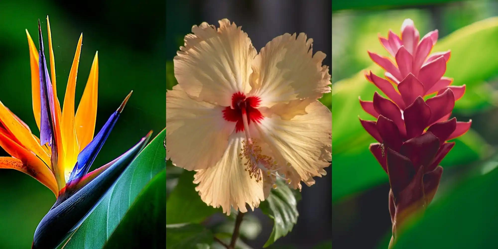 Guia completo de plantas trepadeiras para áreas ensolaradas