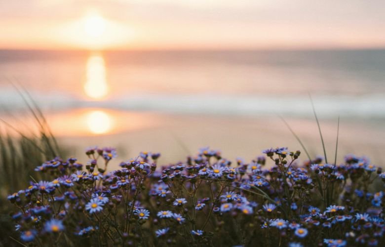 Dicas de rega para jardins com sol forte e ventania