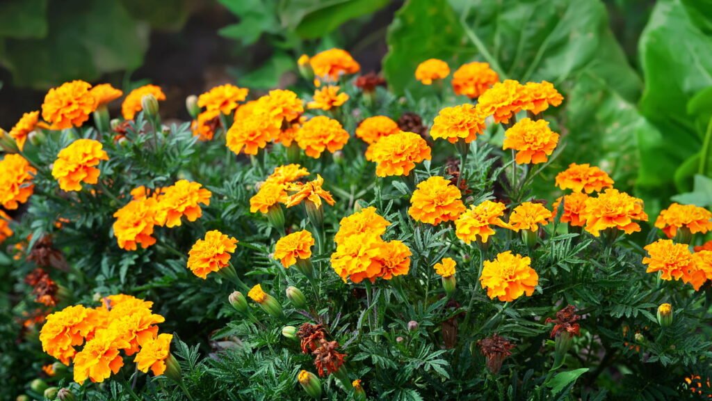 lírio da paz ou antúrio para jardim de inverno