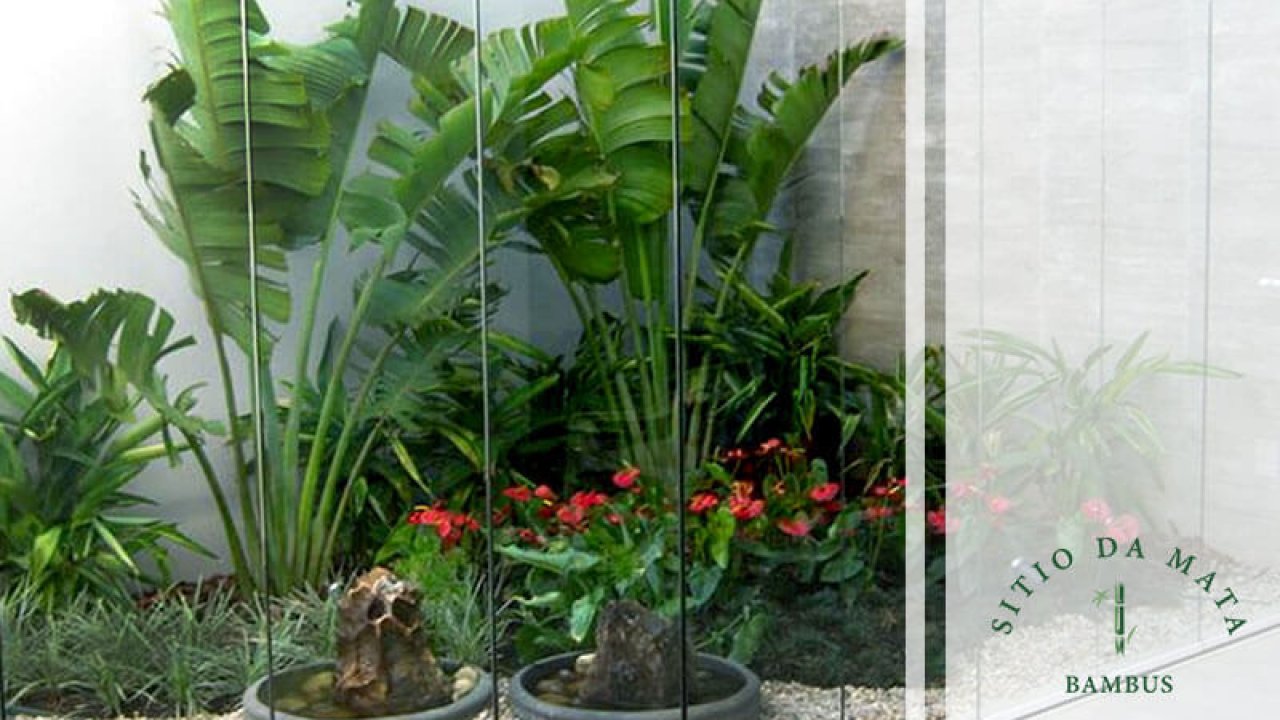 rosa do deserto ou zamioculca para jardim de inverno