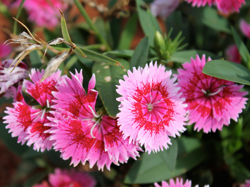 rosa do deserto ou zamioculca para jardim de inverno