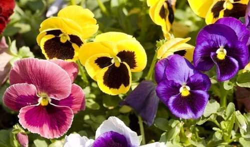 Flores que resistem ao frio: opções vibrantes para o inverno