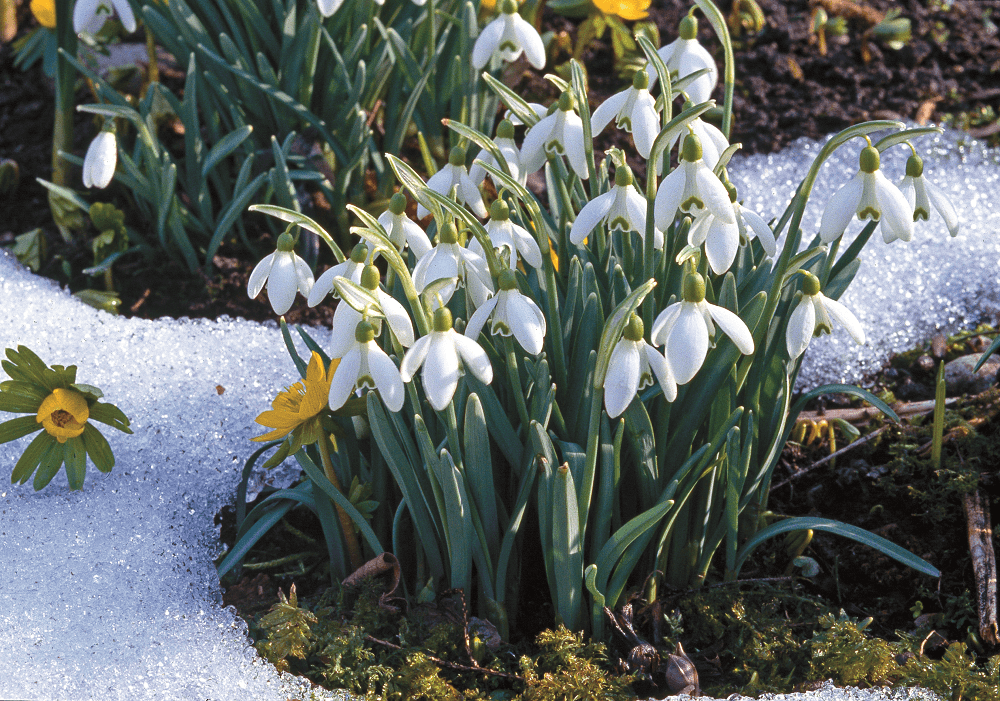 Flores que resistem ao frio: opções vibrantes para o inverno