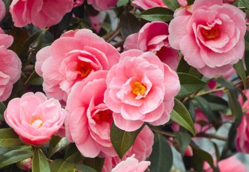 Transforme Seu Jardim: Dicas de Paisagismo com Flores de Inverno