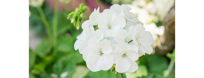Flores que resistem ao frio: opções vibrantes para o inverno