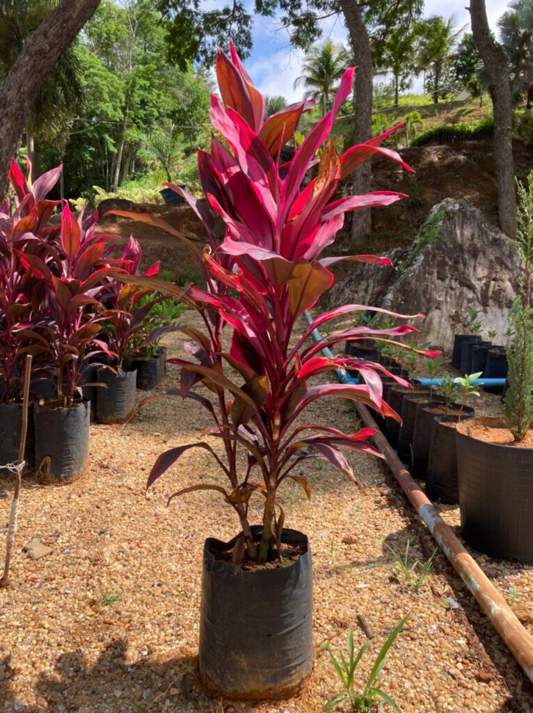 Guia Completo de Rega e Drenagem para Flores de Inverno