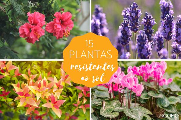 Transforme Seu Jardim: Dicas de Paisagismo com Flores de Inverno