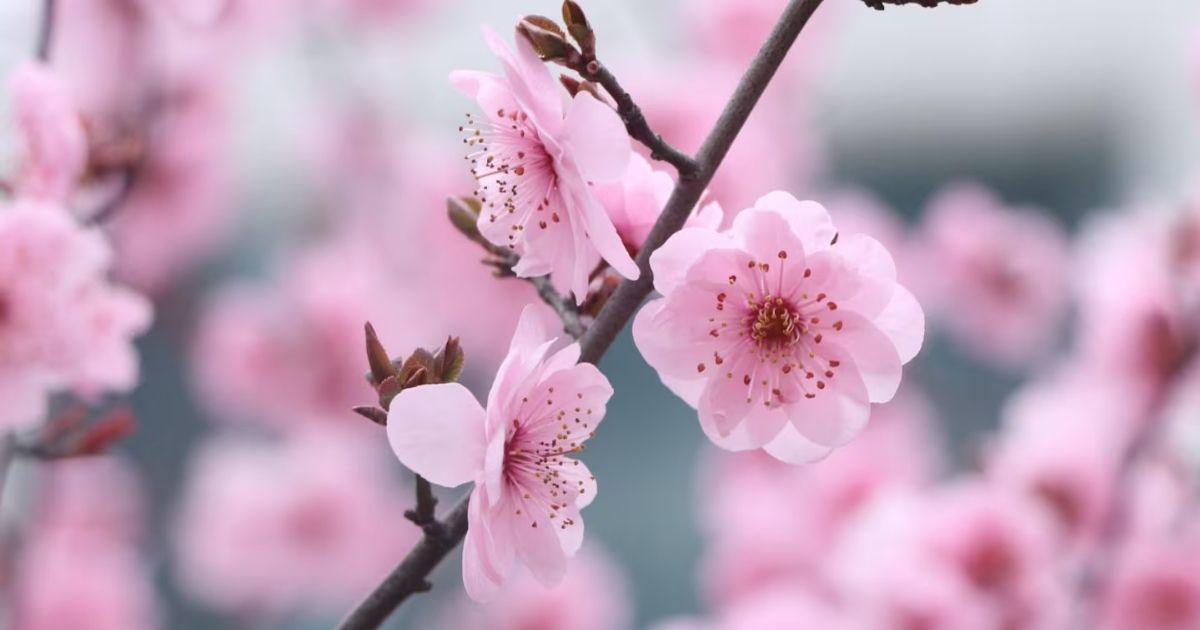 Flores de Inverno para Ambientes Internos: Elegância e Resistência