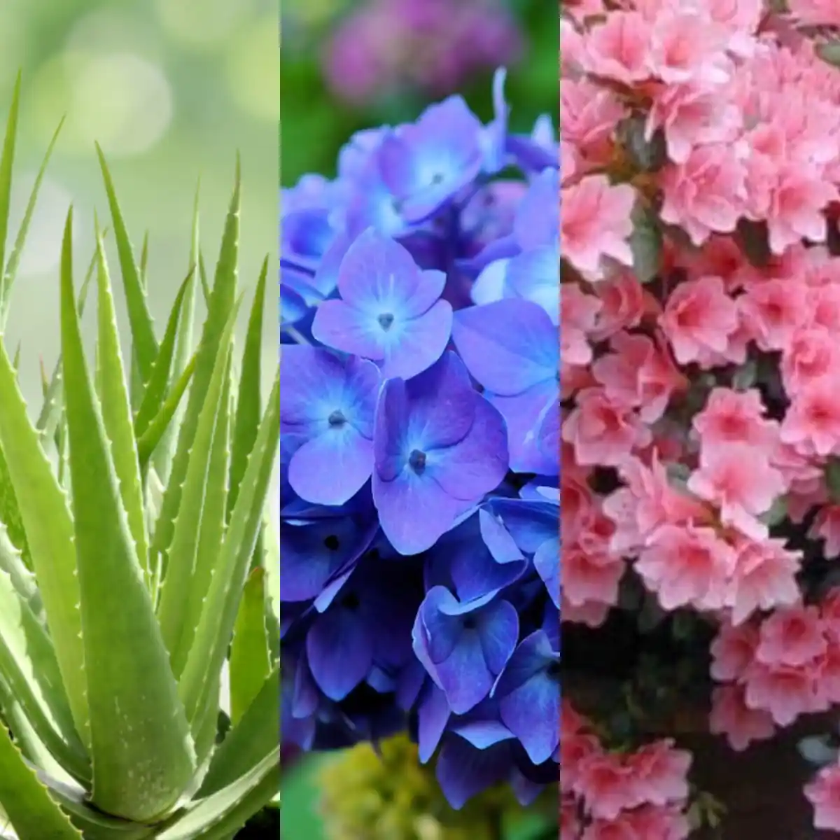 Flores que resistem ao frio: opções vibrantes para o inverno