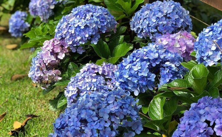 As Melhores Flores Comestíveis e Medicinais para Cultivar no Inverno