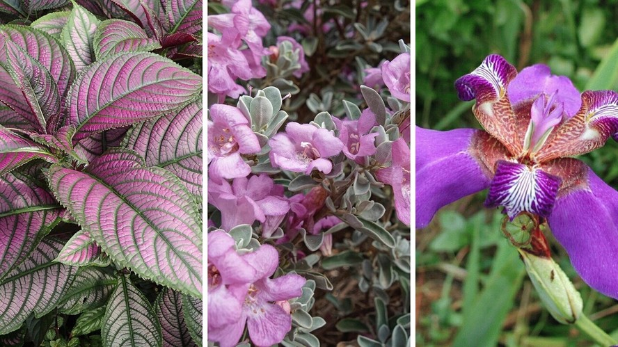 flores roxas para jardim