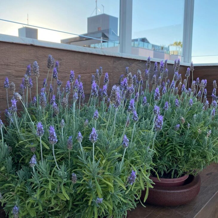 flores roxas para jardim