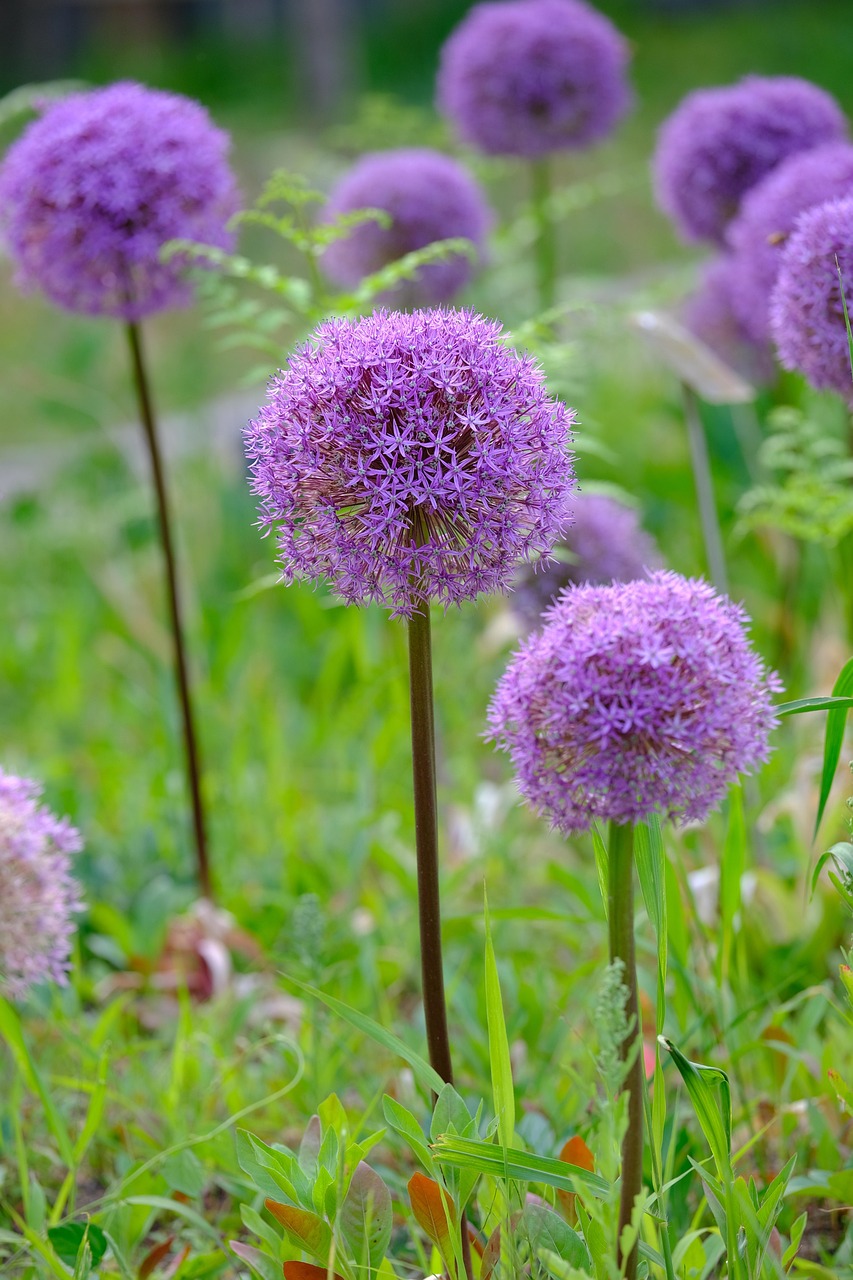 flores roxas que não crescem na sombra
