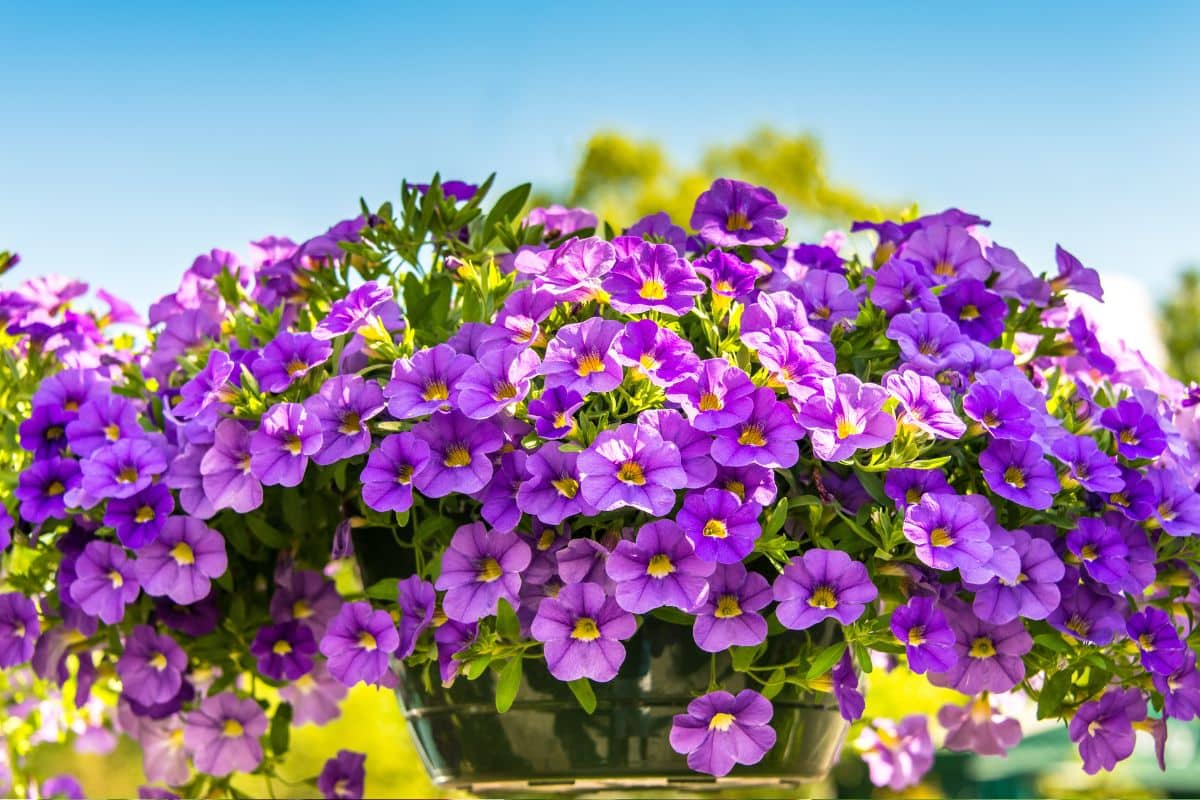 lavanda ou buganvília qual a melhor para jardim