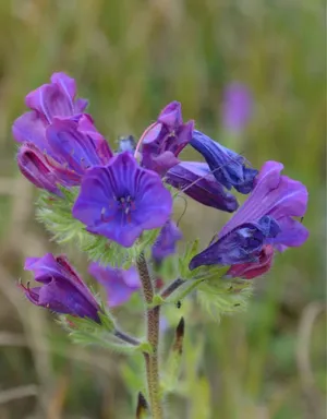 flores roxas para jardim