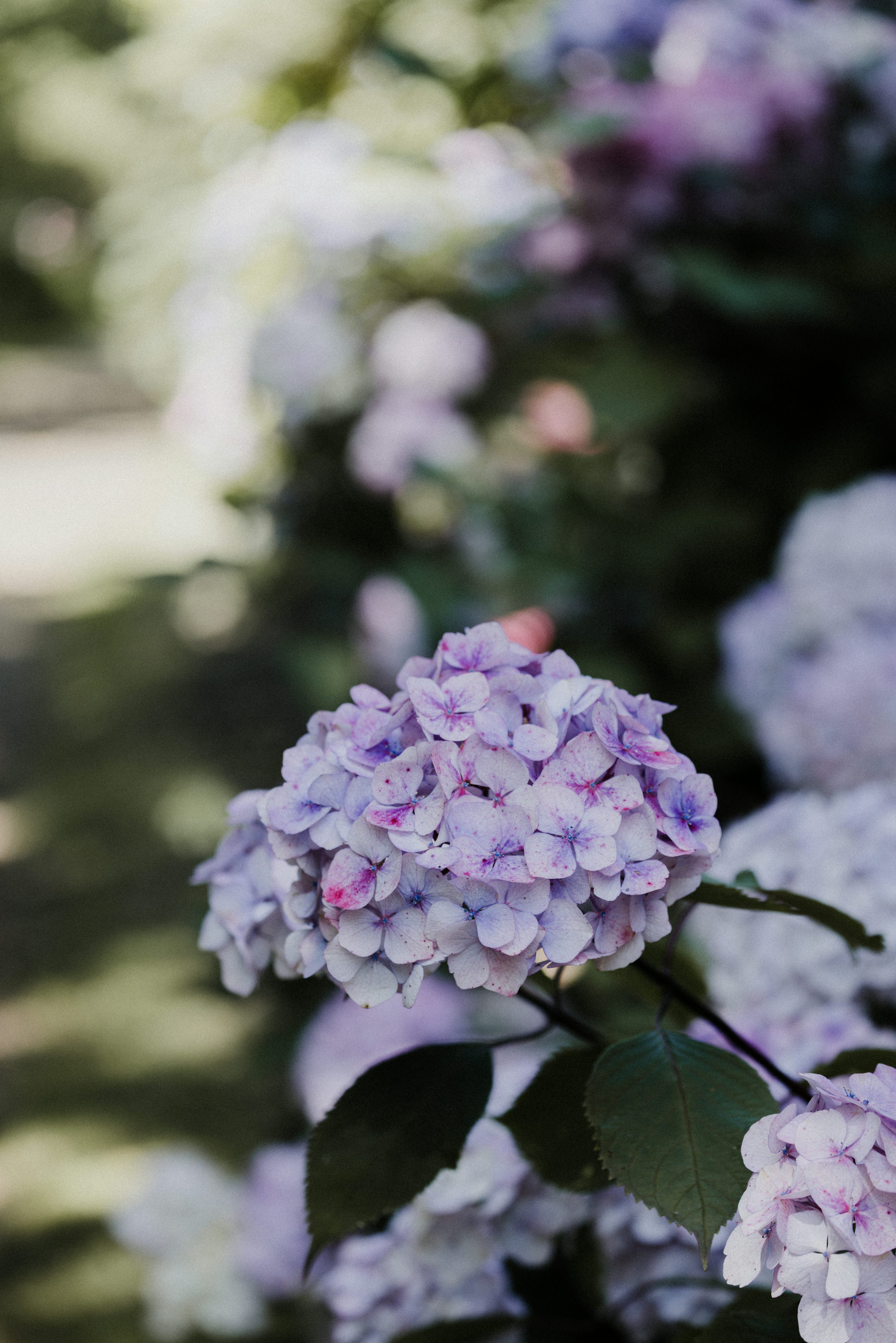melhores flores roxas para jardim ensolarado