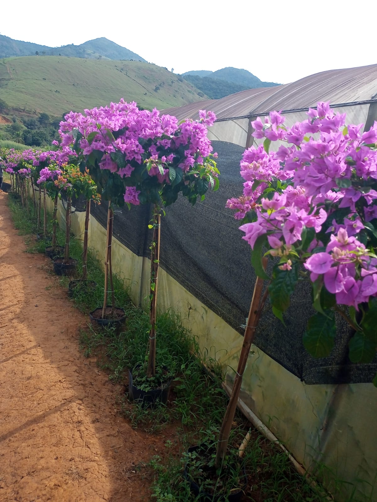 flores roxas que não crescem na sombra