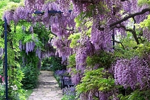 como cuidar de hortênsia roxa no jardim