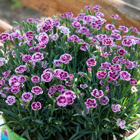 lavanda ou buganvília qual a melhor para jardim