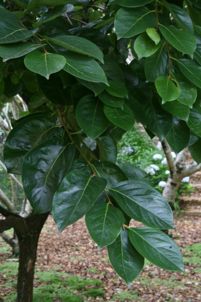 Onde Encontrar Folhas de Caqui Secas de Qualidade