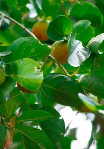 Receitas Tradicionais Orientais com Folhas de Caqui