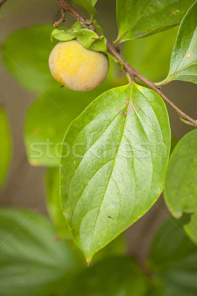 Como Preparar o Chá de Folha de Caqui para Aliviar a Tosse