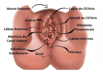 Recursos Educacionais: Onde Encontrar Ilustrações e Diagramas da Anatomia Feminina