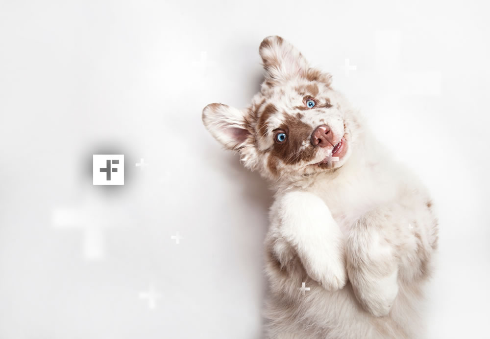 fotos de cachorros fofos