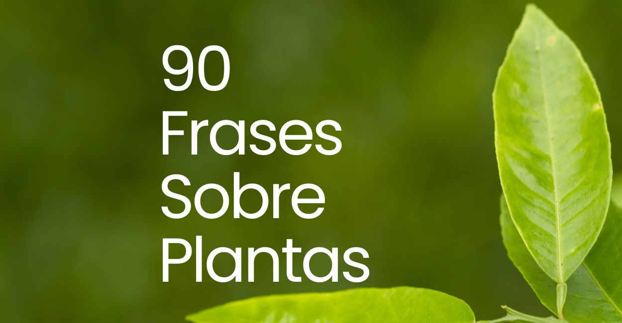 Como Usar Frases do Planta e Raiz para Legendas Criativas no Instagram