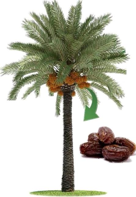 Tâmaras: O Guia Completo de Benefícios e Usos