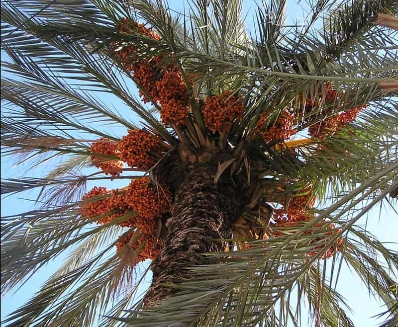 Da Origem ao Brasil: A Jornada da Tâmara e Sua Produção Nacional