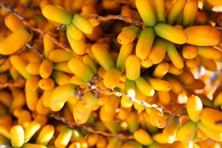 Tâmaras na Culinária: Receitas Criativas e Dicas de Consumo