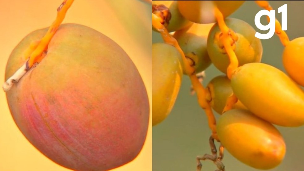 Descubra o Poder Nutricional da Tâmara: Energia e Saúde em Cada Mordida