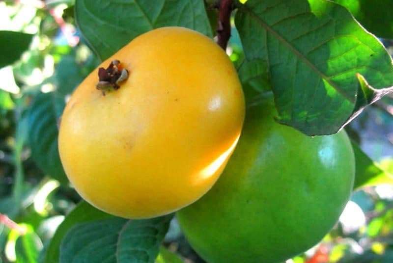 1. Guia Completo: Benefícios das Frutas Amarelas para a Saúde
2. Descubra Frutas Amarelas Nativas do Brasil e Seus Sabores Únicos
3. Vitamina C: As Melhores Fontes em Frutas Amarelas
4. Receitas Deliciosas com Frutas Amarelas: Do Doce ao Salgado
5. Cultivo de Frutas Amarelas: Dicas para Ter em Casa