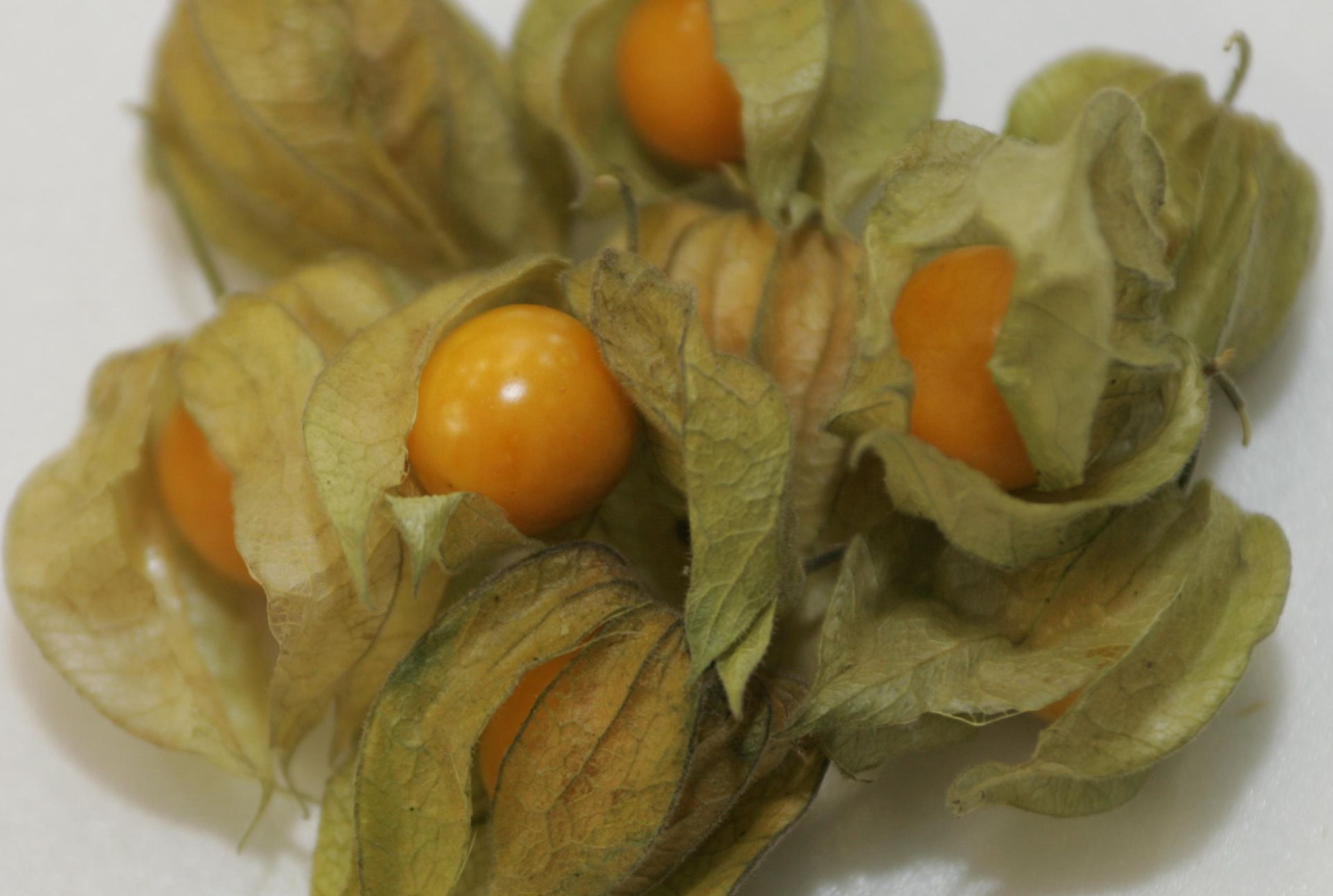 1. Guia Completo: Benefícios das Frutas Amarelas para a Saúde
2. Descubra Frutas Amarelas Nativas do Brasil e Seus Sabores Únicos
3. Vitamina C: As Melhores Fontes em Frutas Amarelas
4. Receitas Deliciosas com Frutas Amarelas: Do Doce ao Salgado
5. Cultivo de Frutas Amarelas: Dicas para Ter em Casa