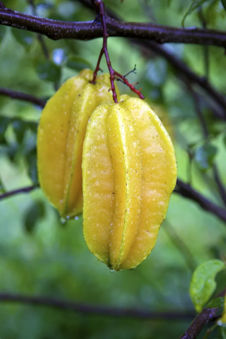 frutas amazônicas