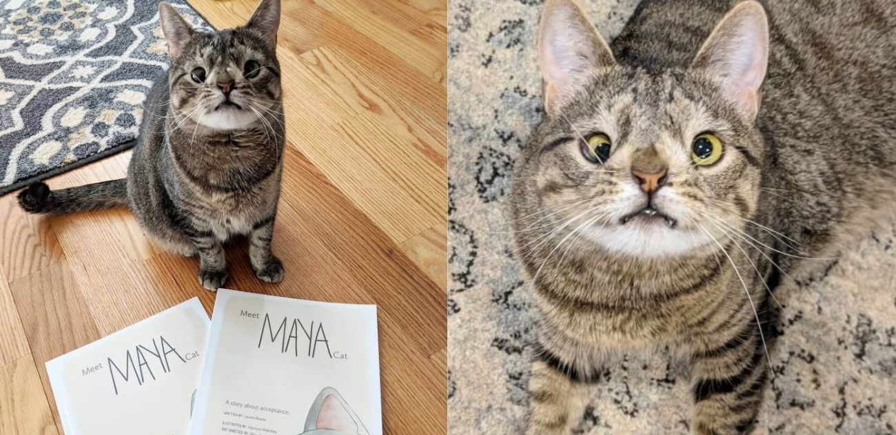 5 ideias de títulos:
1. Gatos com Síndrome de Down: Mitos e Verdades
2. Entenda as Condições que Causam Aparência Atípica em Gatos
3. O Que Fazer Se Seu Gato Apresenta Características Semelhantes à Síndrome de Down?
4. Doenças Felinas que Podem Ser Confundidas com Síndrome de Down
5. Guia Completo: Anomalias Genéticas e de Desenvolvimento em Gatos