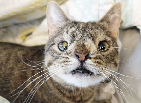 gato com down
