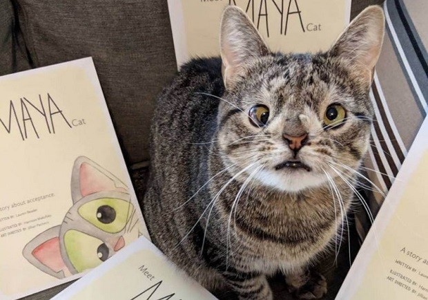 5 ideias de títulos:
1. Gatos com Síndrome de Down: Mitos e Verdades
2. Entenda as Condições que Causam Aparência Atípica em Gatos
3. O Que Fazer Se Seu Gato Apresenta Características Semelhantes à Síndrome de Down?
4. Doenças Felinas que Podem Ser Confundidas com Síndrome de Down
5. Guia Completo: Anomalias Genéticas e de Desenvolvimento em Gatos