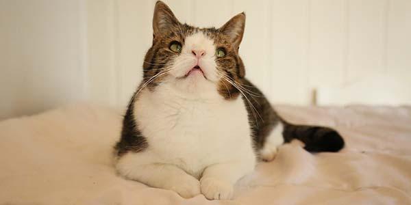 5 ideias de títulos:
1. Gatos com Síndrome de Down: Mitos e Verdades
2. Entenda as Condições que Causam Aparência Atípica em Gatos
3. O Que Fazer Se Seu Gato Apresenta Características Semelhantes à Síndrome de Down?
4. Doenças Felinas que Podem Ser Confundidas com Síndrome de Down
5. Guia Completo: Anomalias Genéticas e de Desenvolvimento em Gatos